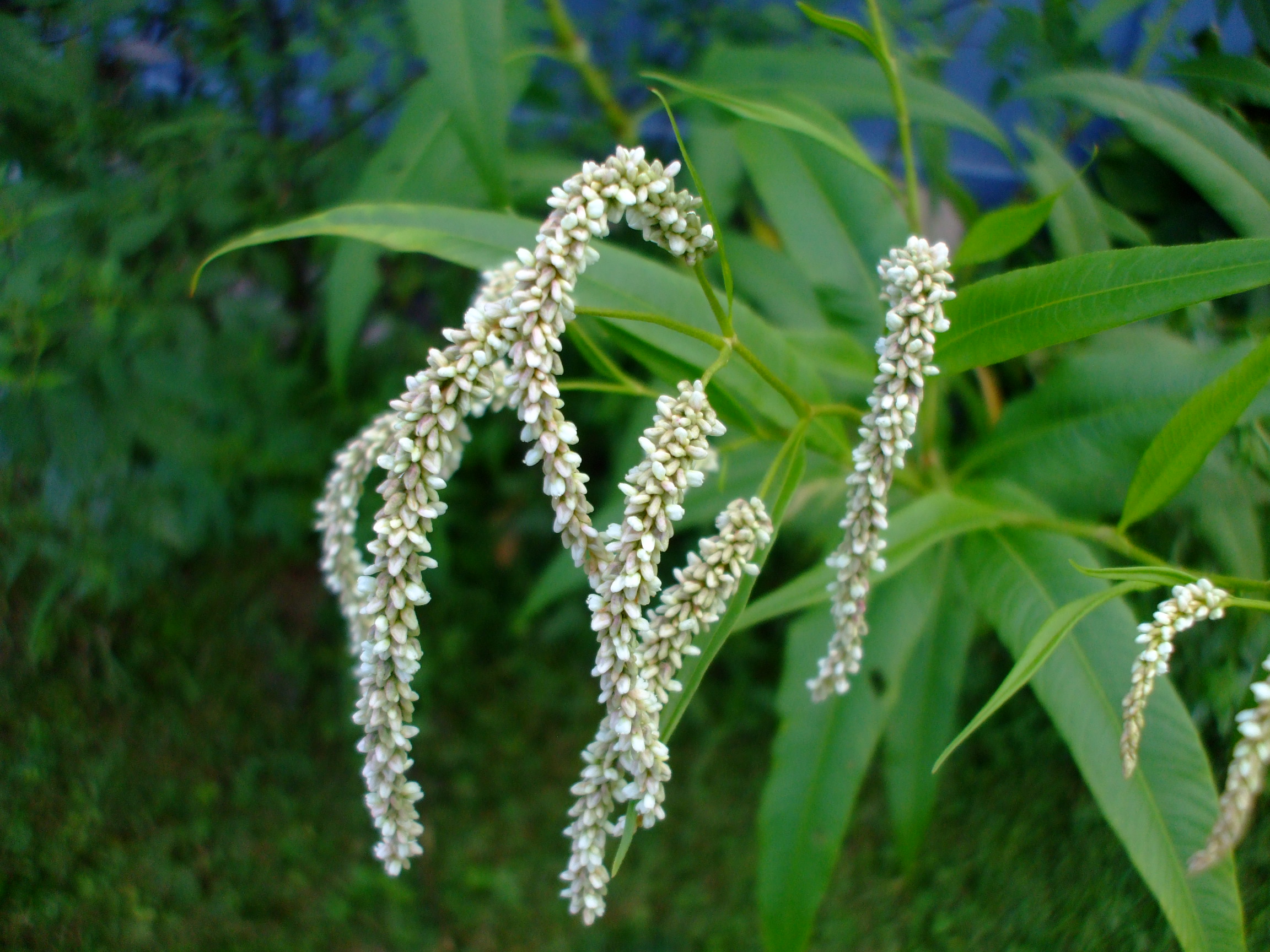 Persicaria lapathifolia